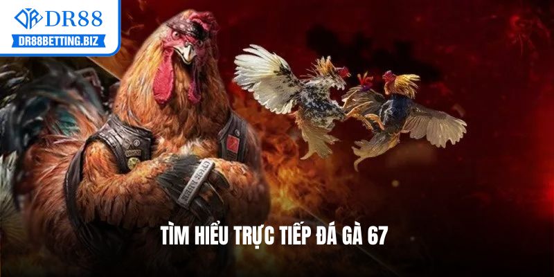 Thông tin về trực tiếp đá gà 67