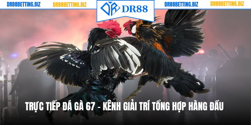 Trực Tiếp Đá Gà 67 - Kênh Giải Trí Tổng Hợp Hàng Đầu