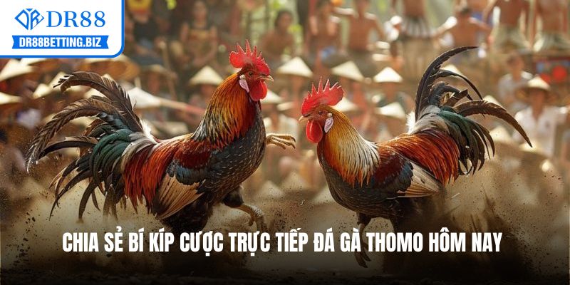 Chia sẻ bí kíp cược trực tiếp đá gà Thomo hôm nay