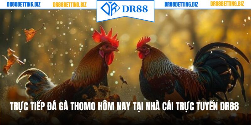 Trực Tiếp Đá Gà Thomo Hôm Nay Tại Nhà Cái Trực Tuyến DR88